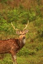 beautiful stag, male chital or spotted deer (axis axis) grazing in a grassland in bandipur national park Royalty Free Stock Photo