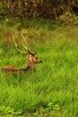 beautiful stag, male chital or spotted deer (axis axis) grazing in a grassland in bandipur national park