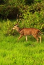 beautiful stag, male chital or spotted deer (axis axis) grazing in a grassland in bandipur national park Royalty Free Stock Photo