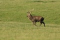 A beautiful Stag Manchurian Sika Deer, Cervus nippon mantchuricus, walking across a field during the rut. Royalty Free Stock Photo