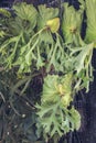 Beautiful Staghorn ferns or Elkhorn ferns in a garden.Platycerium bifurcatum