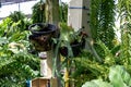 Beautiful Staghorn ferns or Elkhorn ferns in a garden.Platycerium bifurcatum