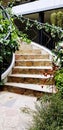 Beautiful stairway decorated with beautiful flowers, green leave, vine and creeper tree for background