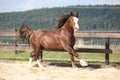 Beautiful stalion with long mane running Royalty Free Stock Photo