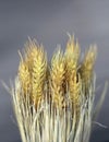 Beautiful stalks of wheat, on a designer gray background.