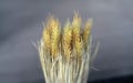 Beautiful stalks of wheat, on a designer gray background.