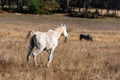 Beautiful stallion horse galloping in golden natural dry autumn tall grass near forest on a ranch Royalty Free Stock Photo