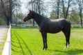 Beautiful stallion with long mane stands on the