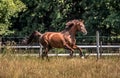 Beautiful stallion in motion on the meadow