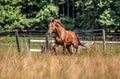 Beautiful stallion in motion on the meadow