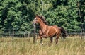 Beautiful stallion in motion on the meadow