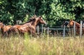 Beautiful stallion in motion on the meadow