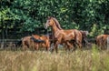 Beautiful stallion in motion on the meadow