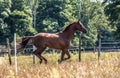 Beautiful stallion in motion on the meadow