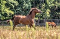 Beautiful stallion in motion on the meadow