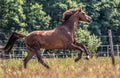 Beautiful stallion in motion on the meadow