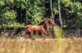 Beautiful stallion in motion on the meadow