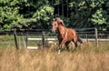 Beautiful stallion in motion on the meadow