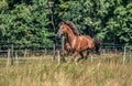 Beautiful stallion in motion on the meadow