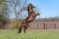 Beautiful stallion Thoroughbred breed, great-grandson of Secretariat