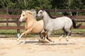 Beautiful stallions running together Royalty Free Stock Photo