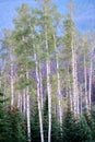 Beautiful stand of trembling aspen trees with white bark, Alberta