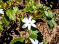 Beautiful star Jasmine flower image india Royalty Free Stock Photo