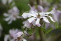 Beautiful Star Magnolia Magnolie, Magnolia stellata.