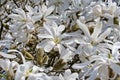 Beautiful Star Magnolia Magnolie, Magnolia stellata. Royalty Free Stock Photo