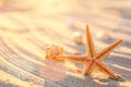 Beautiful starfish on beach sand, closeup Royalty Free Stock Photo