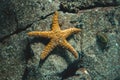 Beautiful starfish