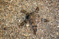 Beautiful starfish on sand