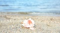 Beautiful starfish on sand near , space for text. Beach object Royalty Free Stock Photo