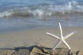 Beautiful starfish on sandy beach near sea, closeup. Space for text Royalty Free Stock Photo