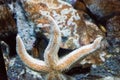 Beautiful starfish stuck suckers to the glass of the aquarium with clean water