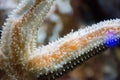 Beautiful starfish stuck suckers to the glass of the aquarium with clean water Royalty Free Stock Photo