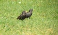 Two starling birds on green grass, Lithuania Royalty Free Stock Photo