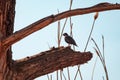 Beautiful starling sits on dry tree Royalty Free Stock Photo