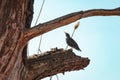 Beautiful starling sits on dry tree Royalty Free Stock Photo