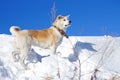 Beautiful stately dog Japanese Akita Inu stands in the snow on a bright blue sky background in the winter.