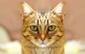 Beautiful stately three colored cute alert tabby kitten cat. Royalty Free Stock Photo