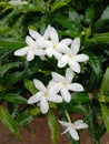 beautiful stefanot flower