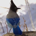 Beautiful Steller Jay perched on a wooden log covered in fresh white snow in a wintery scene Royalty Free Stock Photo