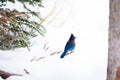 A beautiful Steller Jay searching for food Royalty Free Stock Photo