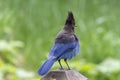 A Beautiful Steller`s Jay Royalty Free Stock Photo