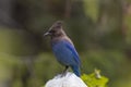 A Beautiful Steller`s Jay Royalty Free Stock Photo