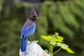 A Beautiful Steller`s Jay Royalty Free Stock Photo