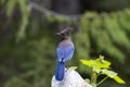 A Beautiful Steller`s Jay Royalty Free Stock Photo