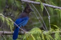 A Beautiful Steller`s Jay on a branch Royalty Free Stock Photo