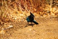 A Beautiful Steller`s Jay Royalty Free Stock Photo